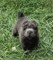 Troy blue bear coat mini , a male Chinese Shar-Pei and Miniature Shar-Pei for sale in Pine Bush, NY – 3 of 10