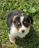 Muffin the fluffy , a female Pembroke Welsh Corgi for sale in Pine Bush, NY – 4 of 10