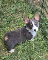Larry the low rider , a male Pembroke Welsh Corgi for sale in Pine Bush, NY – 5 of 10