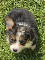 Duffy the fluffy , a male Pembroke Welsh Corgi for sale in Pine Bush, NY – 8 of 10