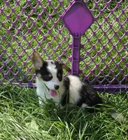 Oreo girl , a female Pembroke Welsh Corgi for sale in Pine Bush, NY – 5 of 10