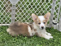 Beautiful Bentley , a male Pembroke Welsh Corgi for sale in Pine Bush, NY – 3 of 9