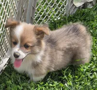 Dazzling Danny, a male Pembroke Welsh Corgi for sale in Pine Bush, NY – 9 of 10