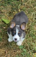 Larry the low rider , a male Pembroke Welsh Corgi for sale in Pine Bush, NY – 8 of 10