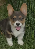 Lynx the low rider , a male Pembroke Welsh Corgi for sale in Pine Bush, NY – 4 of 10