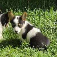 Oreo girl , a female Pembroke Welsh Corgi for sale in Pine Bush, NY – 9 of 10
