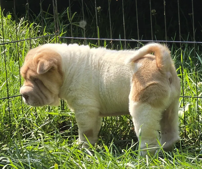Leo Lilac flower brush mini – Chinese Shar-Pei, Miniature Shar-Pei puppy for sale in Pine Bush, NY
