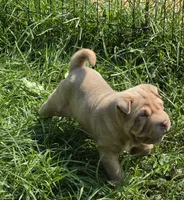 Larry, a male Chinese Shar-Pei and Miniature Shar-Pei for sale in Pine Bush, NY – 6 of 10