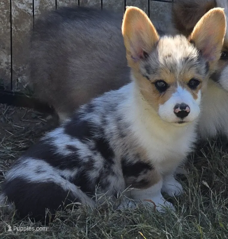 Stunning Stanley  – Pembroke Welsh Corgi puppy for sale in Pine Bush, NY
