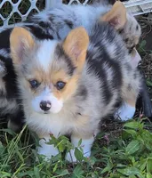Gorgeous George , a male Pembroke Welsh Corgi for sale in Pine Bush, NY – 2 of 9