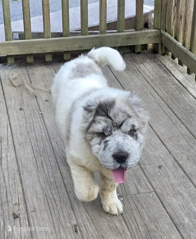 Nova blue merle flower bear  – Chinese Shar-Pei, Miniature Shar-Pei puppy for sale in Pine Bush, NY