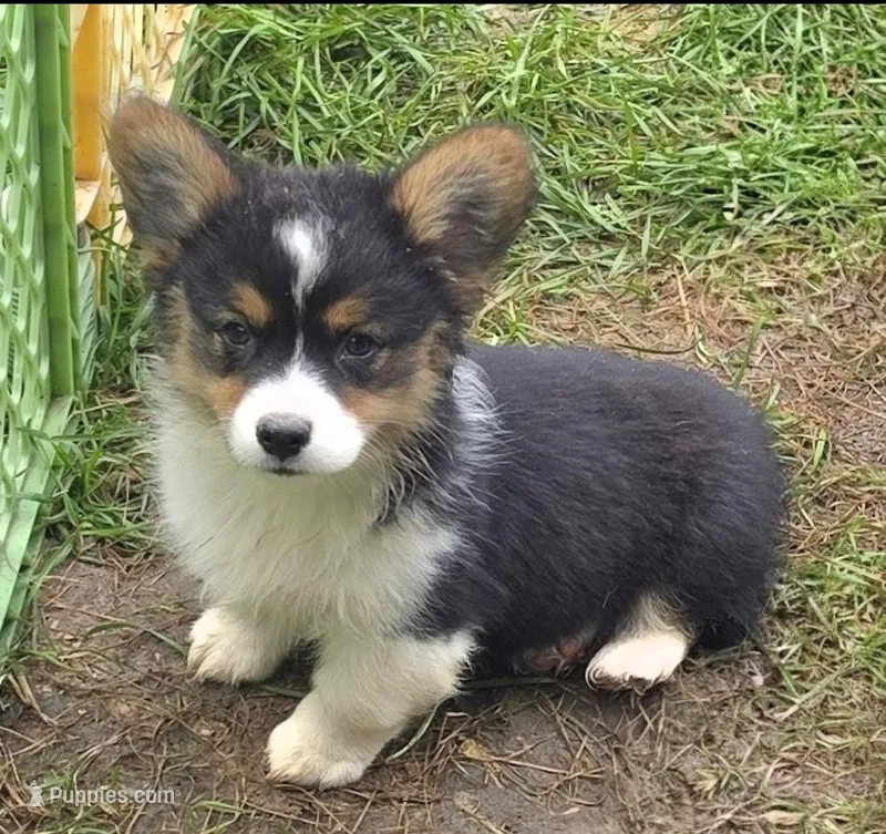 Puffy the fluffy – Pembroke Welsh Corgi puppy for sale in Pine Bush, NY