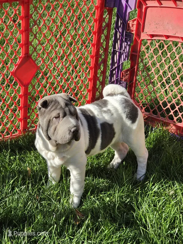 Blue Belle  – Chinese Shar-Pei, Miniature Shar-Pei puppy for sale in Pine Bush, NY