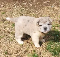 Simba mini bear merle * blue eye*, a male Chinese Shar-Pei and Miniature Shar-Pei for sale in Pine Bush, NY – Photo 5 of 10