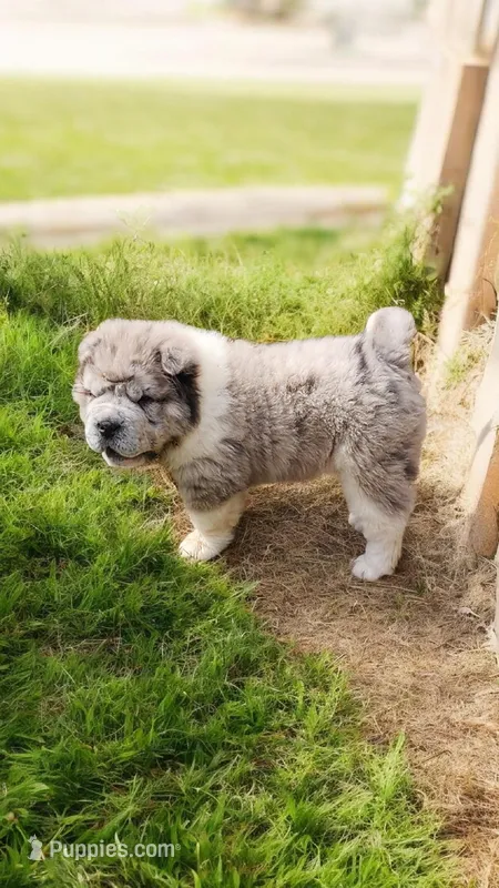 Simba mini bear merle * blue eye* – Chinese Shar-Pei, Miniature Shar-Pei puppy for sale in Pine Bush, NY