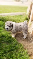 Simba mini bear merle * blue eye*, a male Chinese Shar-Pei and Miniature Shar-Pei for sale in Pine Bush, NY – Photo 1 of 10