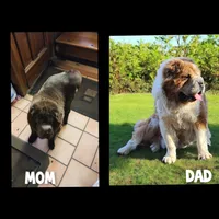 Simba mini bear merle * blue eye*, a male Chinese Shar-Pei and Miniature Shar-Pei for sale in Pine Bush, NY – Photo 10 of 10