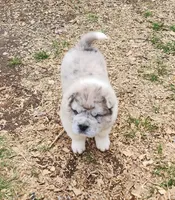 Simba mini bear merle * blue eye*, a male Chinese Shar-Pei and Miniature Shar-Pei for sale in Pine Bush, NY – Photo 4 of 10