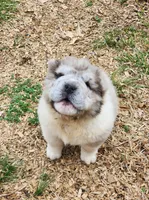 Simba mini bear merle * blue eye*, a male Chinese Shar-Pei and Miniature Shar-Pei for sale in Pine Bush, NY – Photo 9 of 10