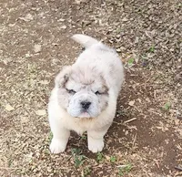 Simba mini bear merle * blue eye*, a male Chinese Shar-Pei and Miniature Shar-Pei for sale in Pine Bush, NY – Photo 3 of 10
