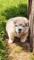 Simba mini bear merle * blue eye*, a male Chinese Shar-Pei and Miniature Shar-Pei for sale in Pine Bush, NY – Photo 6 of 10