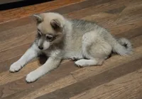 Bandit , a female Alaskan Klee Kai for sale in Pine Bush, NY – 4 of 10