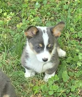 Lobo the low rider , a male Pembroke Welsh Corgi for sale in Pine Bush, NY – 5 of 10