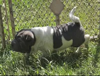 Blue boy , a female Chinese Shar-Pei and Miniature Shar-Pei for sale in Pine Bush, NY – 6 of 6