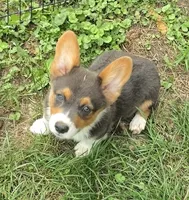 Lynx the low rider , a male Pembroke Welsh Corgi for sale in Pine Bush, NY – 9 of 10