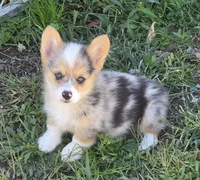 Gorgeous George , a male Pembroke Welsh Corgi for sale in Pine Bush, NY – 9 of 9