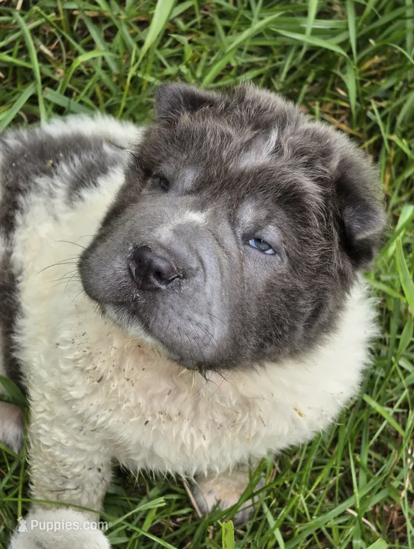 Tiny Tom blue flower bear mini  – Chinese Shar-Pei, Miniature Shar-Pei puppy for sale in Pine Bush, NY