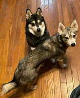 Bandit , a female Alaskan Klee Kai for sale in Pine Bush, NY – 10 of 10
