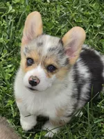 Stunning Stanley , a male Pembroke Welsh Corgi for sale in Pine Bush, NY – 9 of 9