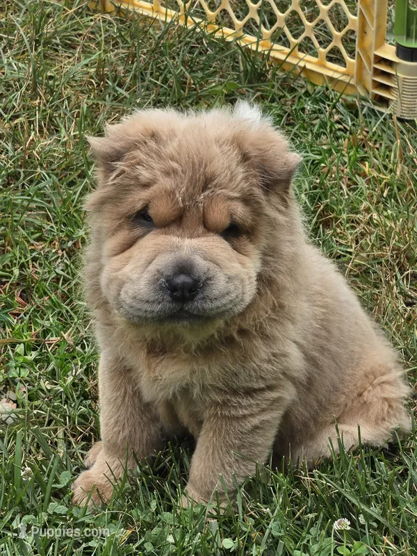 Roman – Chinese Shar-Pei, Miniature Shar-Pei puppy for sale in Pine Bush, NY