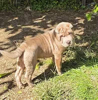 Lyla , a female Chinese Shar-Pei and Miniature Shar-Pei for sale in Pine Bush, NY – 3 of 10