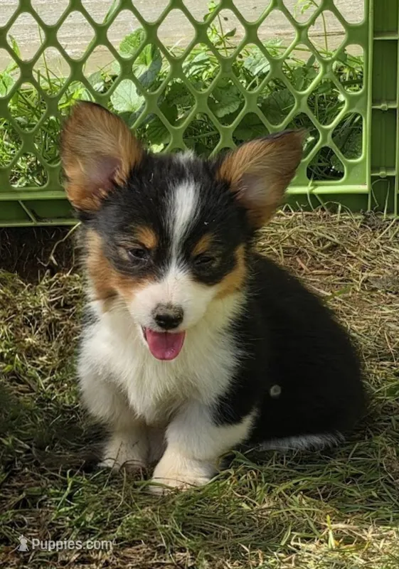 Muffin  – Pembroke Welsh Corgi puppy for sale in Pine Bush, NY