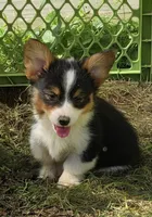 Muffin , a female Pembroke Welsh Corgi for sale in Pine Bush, NY – 1 of 10
