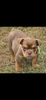 Tinkabelle chocolate and tan , a female English Bulldog for sale in Pine Bush, NY – 2 of 5