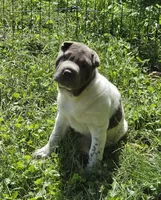 Blue Belle , a female Chinese Shar-Pei and Miniature Shar-Pei for sale in Pine Bush, NY – 8 of 8