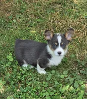 Lobo the low rider , a male Pembroke Welsh Corgi for sale in Pine Bush, NY – 2 of 10