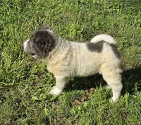 Tabitha blue flower bear mini , a female Chinese Shar-Pei and Miniature Shar-Pei for sale in Pine Bush, NY – 6 of 10