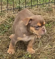 Tinkabelle chocolate and tan , a female English Bulldog for sale in Pine Bush, NY – 3 of 5