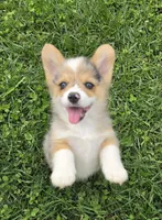 Gorgeous George , a male Pembroke Welsh Corgi for sale in Pine Bush, NY – 7 of 9