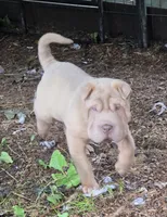 Larry, a male Chinese Shar-Pei and Miniature Shar-Pei for sale in Pine Bush, NY – 4 of 10