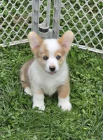 Beautiful Bentley , a male Pembroke Welsh Corgi for sale in Pine Bush, NY – 4 of 9