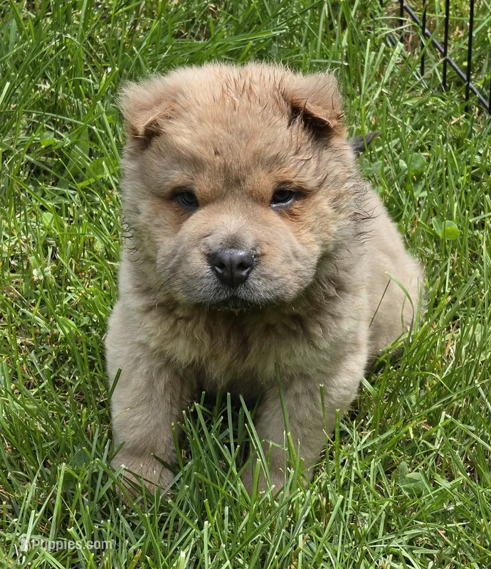 Nacho mini bear  – Chinese Shar-Pei, Miniature Shar-Pei puppy for sale in Pine Bush, NY