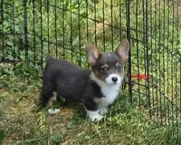 Lynx the low rider , a male Pembroke Welsh Corgi for sale in Pine Bush, NY – 8 of 10