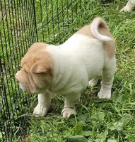 Leo Lilac flower brush mini, a male Chinese Shar-Pei and Miniature Shar-Pei for sale in Pine Bush, NY – 8 of 10