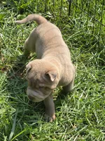 Lyla , a female Chinese Shar-Pei and Miniature Shar-Pei for sale in Pine Bush, NY – 10 of 10