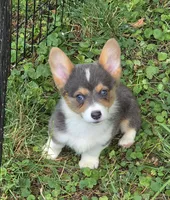 Lara the low rider , a female Pembroke Welsh Corgi for sale in Pine Bush, NY – 2 of 10